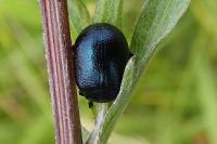 Chrysolina fuliginosa