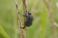 Hoplia philanthus