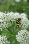 Clytus arietis arietis
