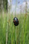 Hister quadrimaculatus