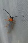 Oberea oculata