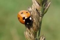 Coccinella septempunctata