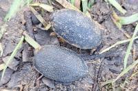 Carabus coriaceus