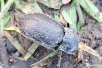 Carabus nemoralis