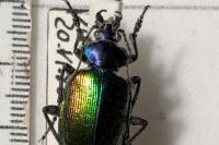 Calosoma sycophanta