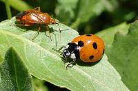 Coccinella septempunctata