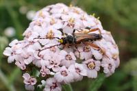 Stenopterus rufus