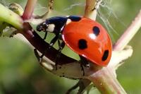 Coccinella septempunctata
