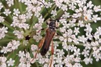 Stenopterus rufus