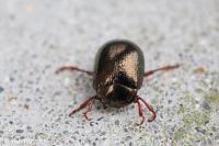 Chrysolina bankii