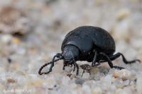 Timarcha maritima