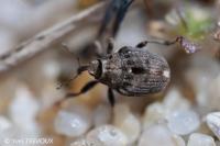 Stenocarus ruficornis