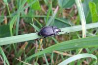 Phosphuga atrata