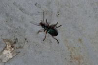 Drypta dentata