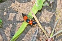 Paederus riparius