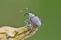Ceutorhynchus obstrictus