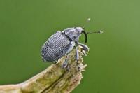 Ceutorhynchus obstrictus
