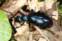 Meloe proscarabaeus