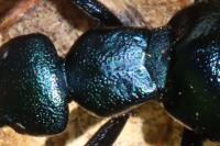 Meloe proscarabaeus
