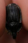 Phosphuga atrata