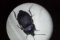 Phosphuga atrata
