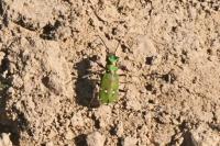 Cicindela campestris