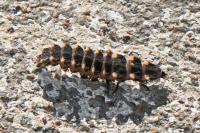 Lampyris noctiluca