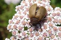 Galeruca pomonae