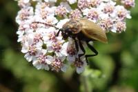Galeruca pomonae