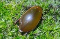 Cybister lateralimarginalis