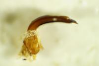 Dasytes tristiculus