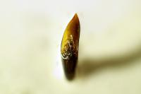 Galerucella lineola