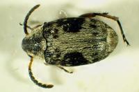 Bruchidius bimaculatus