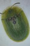 Cassida rubiginosa