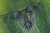 Cassida rubiginosa