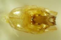 Malthinus glabellus