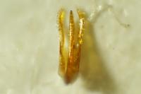 Ptinus aubei