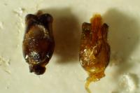 Cantharis pulicaria