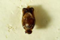 Cantharis pulicaria