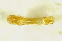 Bruchidius mulsanti