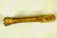 Bruchidius murinus