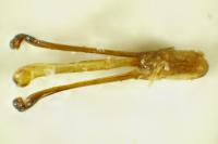 Bruchidius murinus