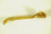 Bruchidius murinus