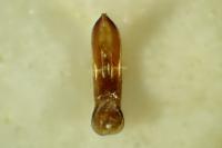 Chaetocnema subcoerulea