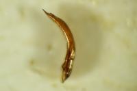 Chaetocnema subcoerulea