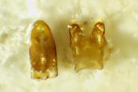 Lamiogethes ochropus
