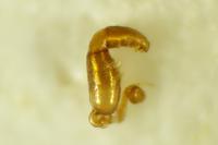 Longitarsus flavicornis