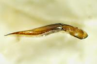 Longitarsus melanocephalus