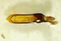 Longitarsus melanocephalus