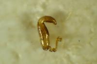Longitarsus rubiginosus